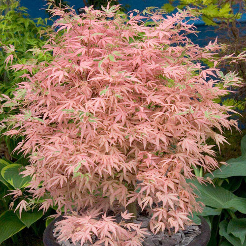 Acer palmatum 'Taylor'