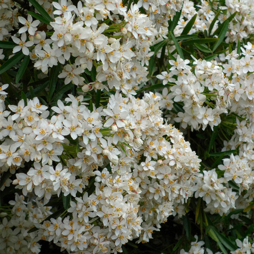 Choisya dewitteana 'Aztec Pearl'