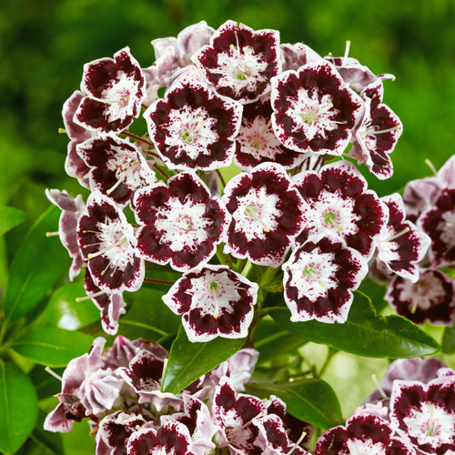 Kalmia latifolia Black Label