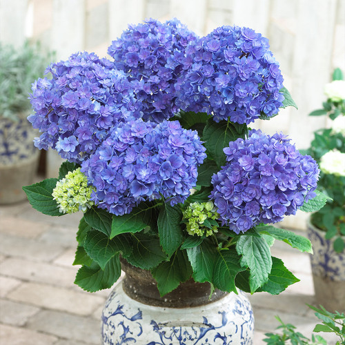 Hydrangea 'You and me Together' Blue