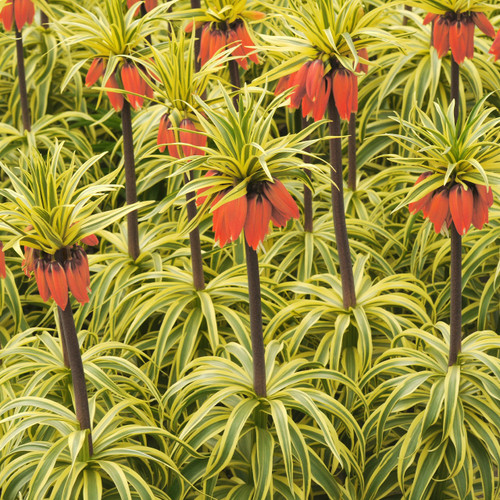 Fritillaria Imperialis 'Aureomarginata'