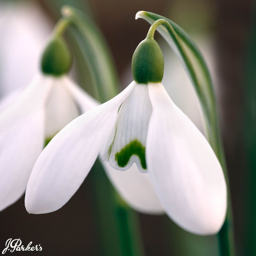 Galanthus 'S. Arnott'