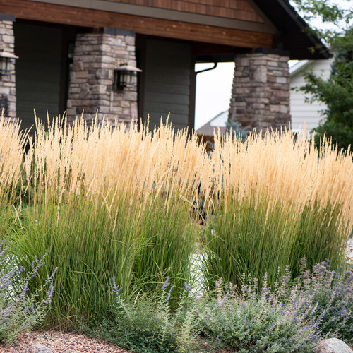 Calamagrostis acutiflora 'Karl Foerster'