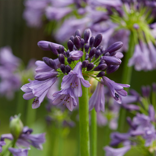 Agapanthus 'Poppin' Purple'