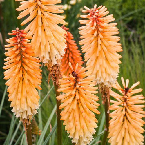 Kniphofia 'Tawny King'