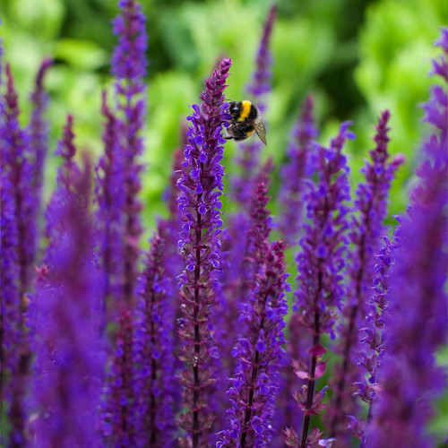 Salvia nemorosa 'Caradonna'