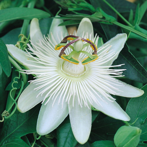 Passiflora 'Constance Eliott'