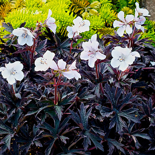 Geranium pratense 'Purple Ghost'