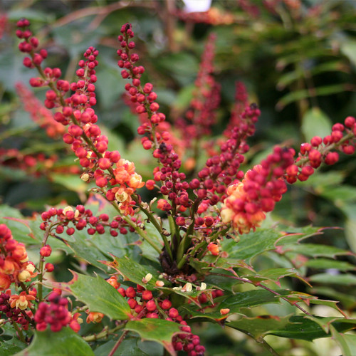 Mahonia nitens 'Cabaret'