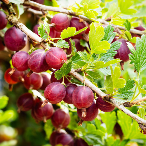 Ribes Gooseberry 'Captivator' (Red Thornless)