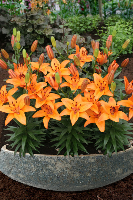 Lilium Abbeville's Pride (14/16cm)