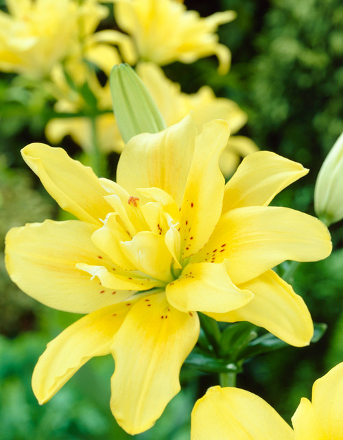 Asiatic Lily 'Lily Looks Tiny Rocket'- NO SHIP - – Braeheid Gardens Ltd.