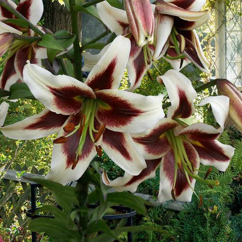 Lilium Beverley Dream