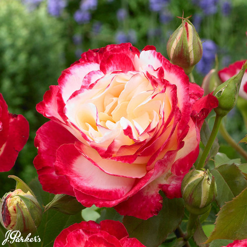 Rose Double Delight