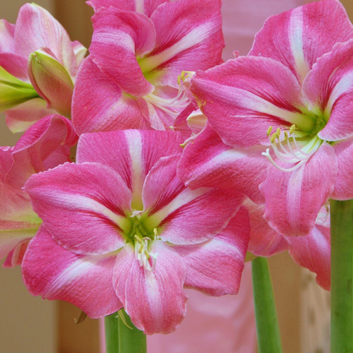 Amaryllis Summertime 30cm+