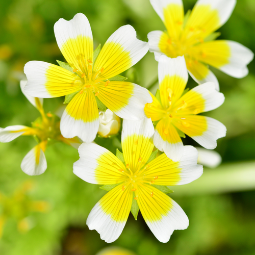 Limnanthes Douglasii - Poached Egg Plant