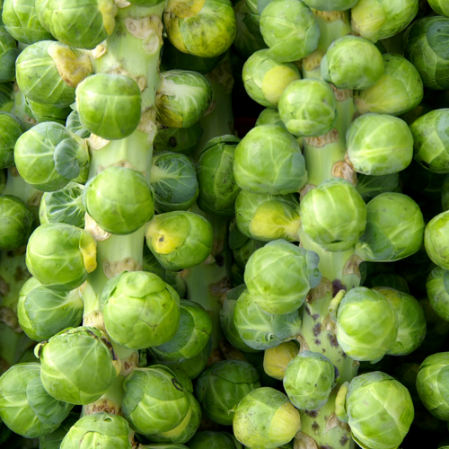 Brussel Sprout - Evesham