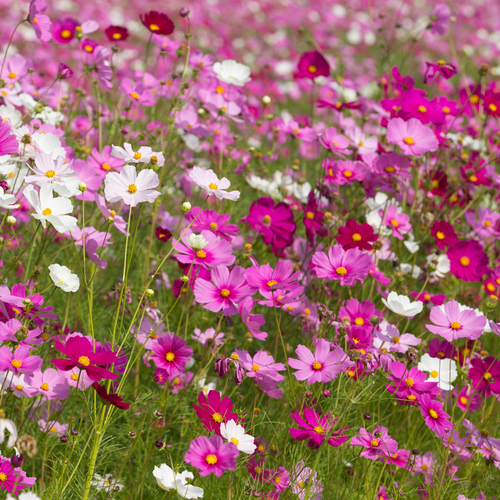 Cosmos - Sea Shells Mix