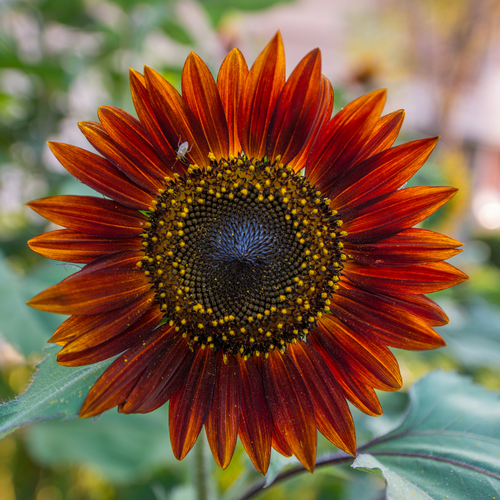 Sunflower - Red Sun