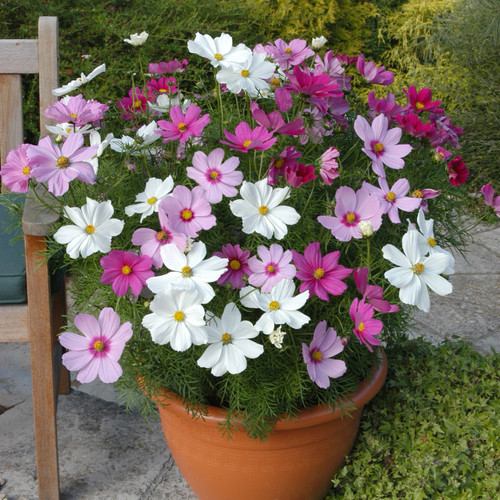 Cosmos Dwarf Mix