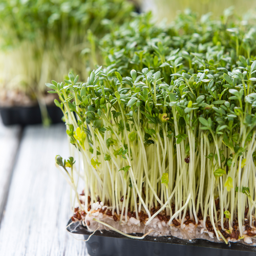Cress Plain / Curled / Common Cress