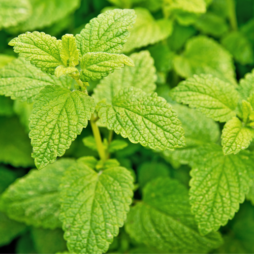 Herb Lemon Balm