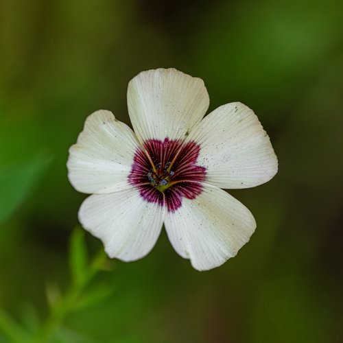 Linum Grandiflorum - Bright Eyes