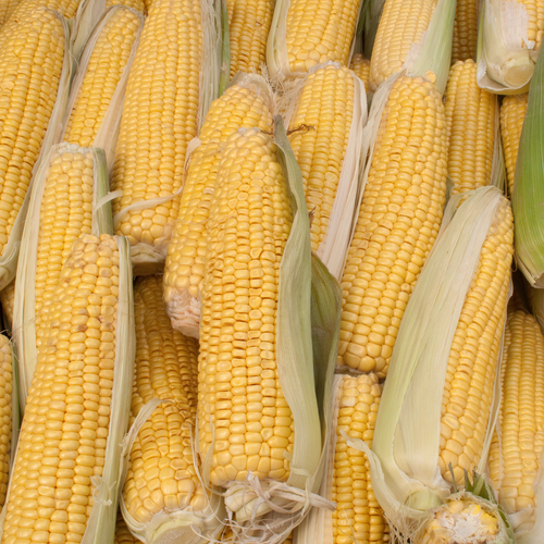 Sweetcorn F1 Early Extra Sweet Nothern