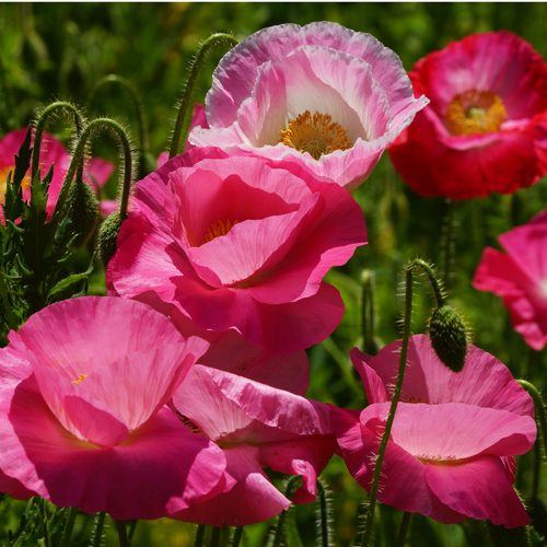 Papaver 'Double Shirley'