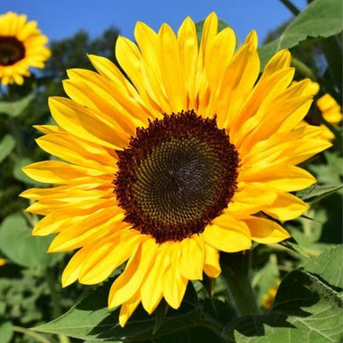 Sunflower Giant 'Grey Striped'