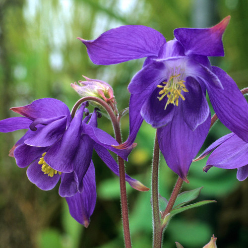 Aquilegia alpina