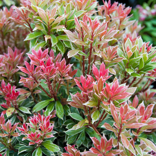 Pieris japonica Little Heath