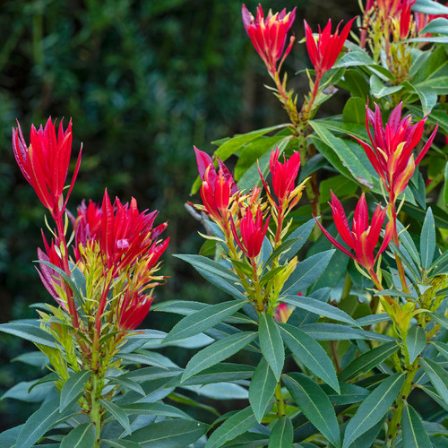 Pieris japonica Mountain Fire