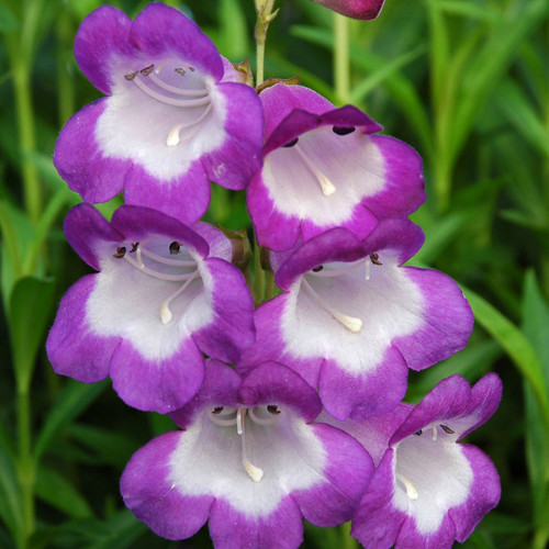 Penstemon Czar