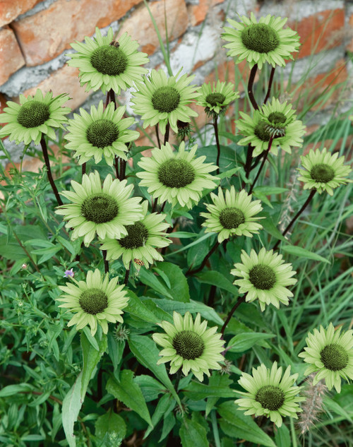 Echinacea Green Jewel (9cm Pot)