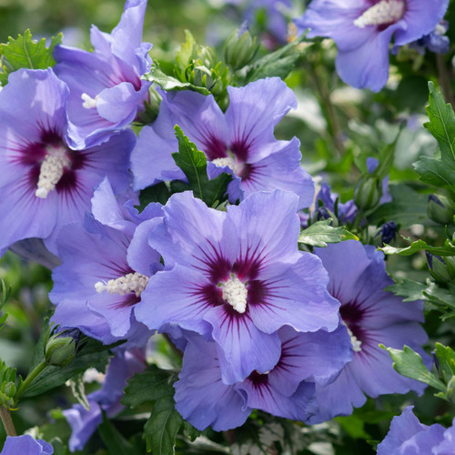 Hibiscus syriacus Marina