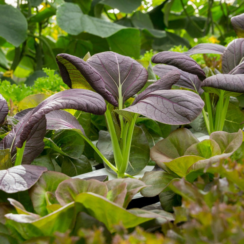 Cabbage Pak Choi Red F1