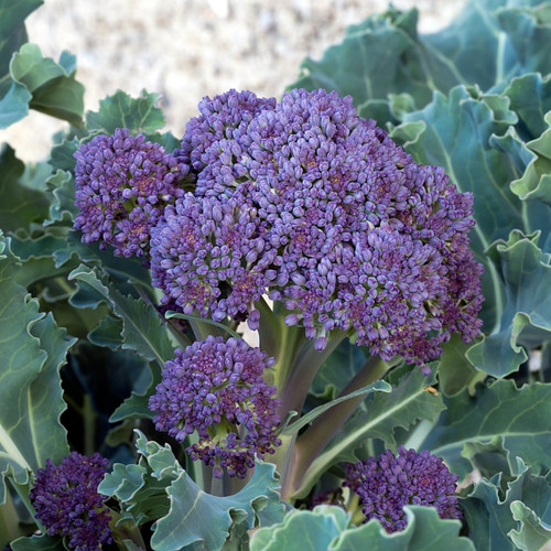 Broccoli Rudolph Extra Early Sprouting