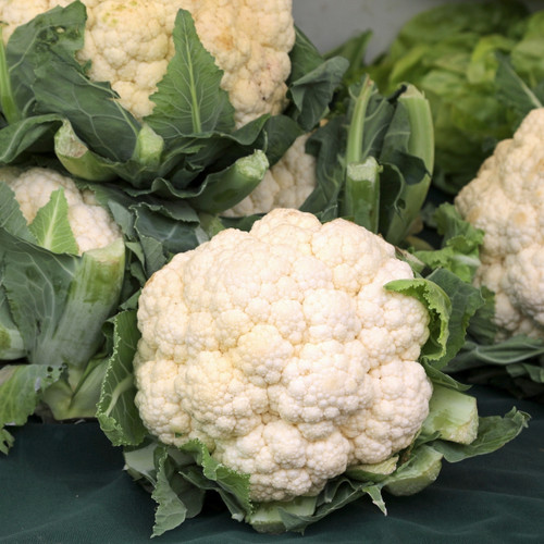 Cauliflower Igloo Early Variety
