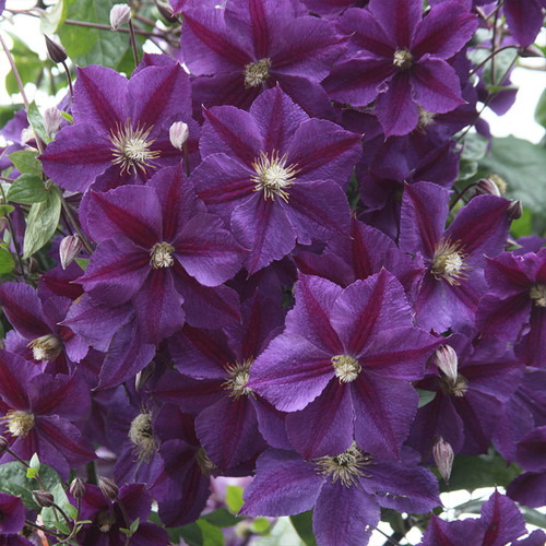 Clematis 'Star of India'