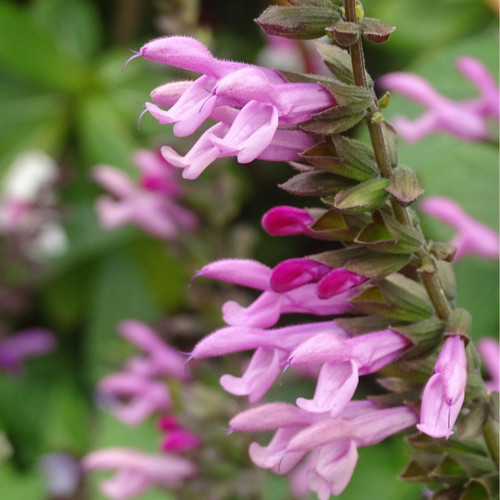 Salvia Pink Amistad