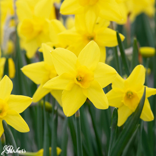 Narcissus 'Marie Curie Diamond'