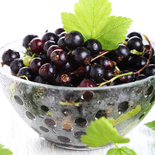 Ribes Currant Blackcurrant Ben Connan