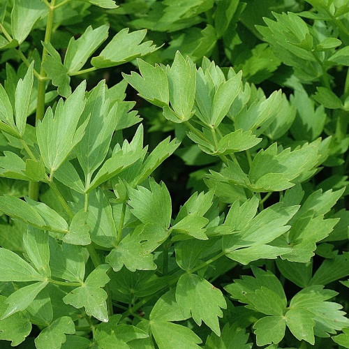 Herb Lovage Levisticum Officinale