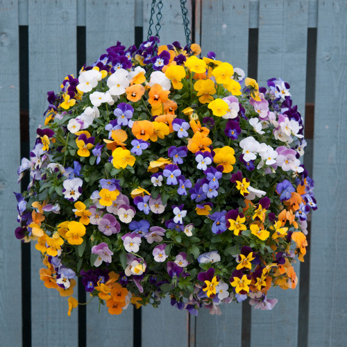 Viola Cornuta Winter Trailing Teardrops F1 Mix