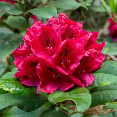 Rhododendron Lord Roberts 