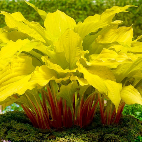 Hosta Lipstick Blonde