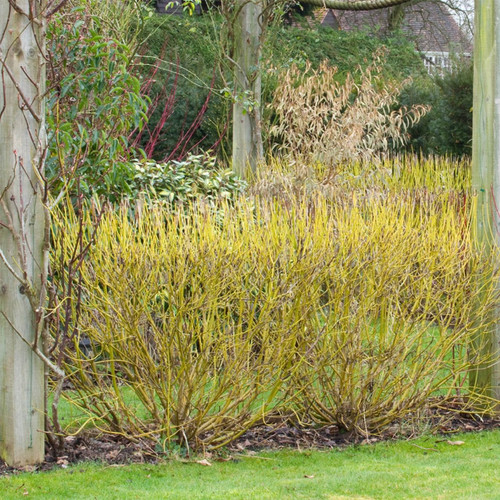 Cornus sericea Flaviramea (2L Pot)