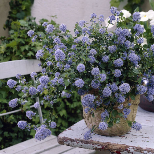 Ceanothus thyrs. repens