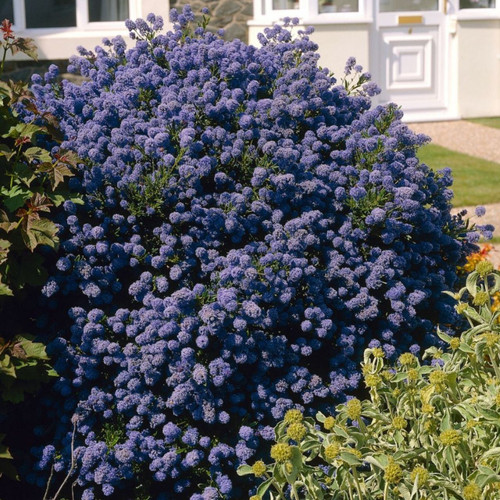 Ceanothus 'Puget Blue'